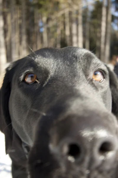 Голова бешеной черной собаки зимой — стоковое фото