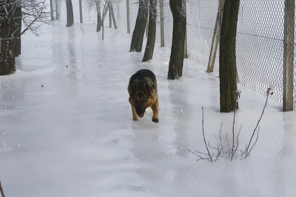 Buzda güzel Alman çoban — Stok fotoğraf