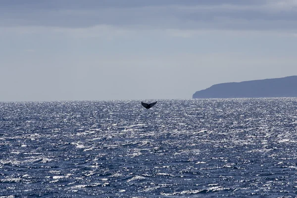 Cauda de baleia no mar — Fotografia de Stock