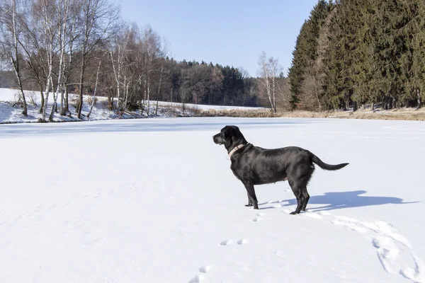 Gölet kar kış ve siyah köpek altında — Stok fotoğraf