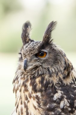 baykuş - bubo bubo, Avrasya kartal baykuş