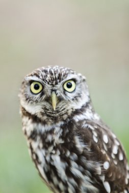 güzel baykuş - Athene noctua, Litlle baykuş