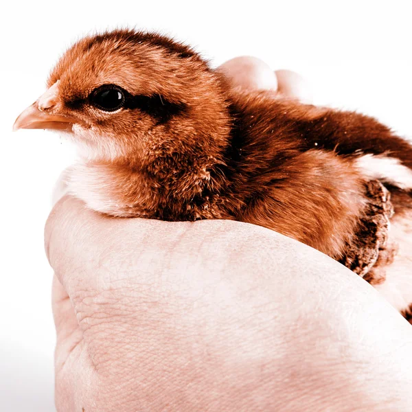 Cute little chicken in the hand isolated on white — Stock Photo, Image