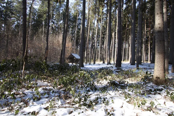 冬天在森林与喂料机 — 图库照片