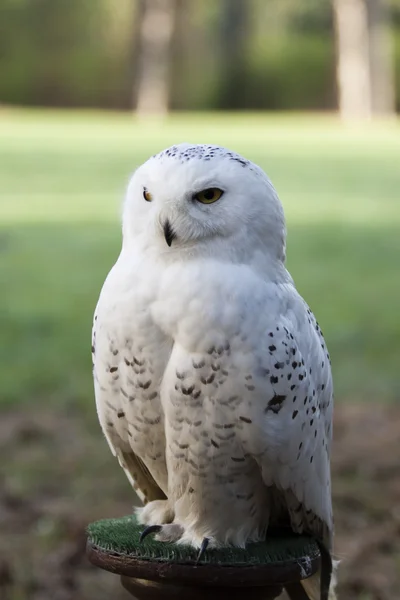 美しい白いフクロウのシロフクロウ、Nyctea scandiaca — ストック写真