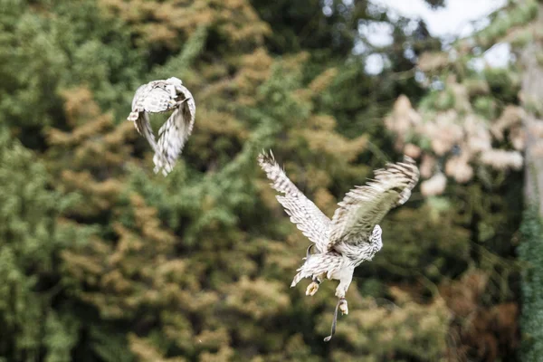 Duas corujas voadoras na floresta — Fotografia de Stock