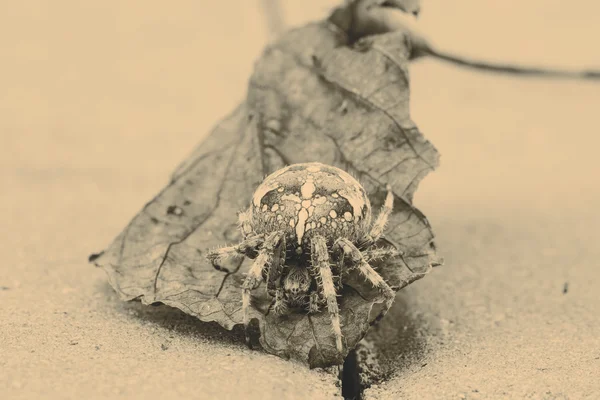 Μεγάλη σφαίρα αράχνη για το φύλλο — Φωτογραφία Αρχείου
