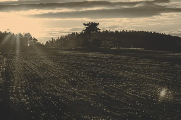 Field in susnset — Stock Photo, Image