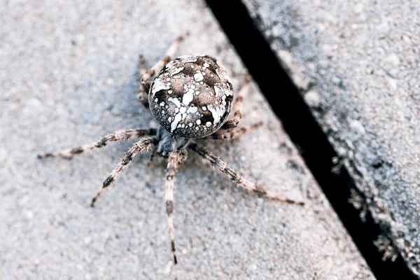 Aranha grande orbe — Fotografia de Stock