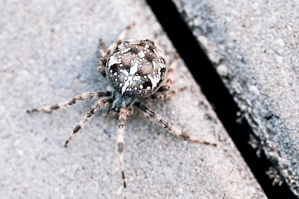 Big Orb spider — Stock Photo, Image