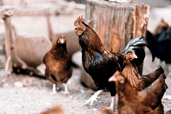 Cock and hen — Stock Photo, Image