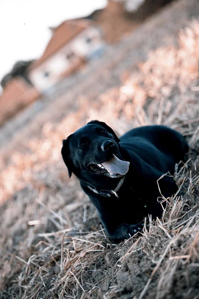 Cão retriever preto — Fotografia de Stock