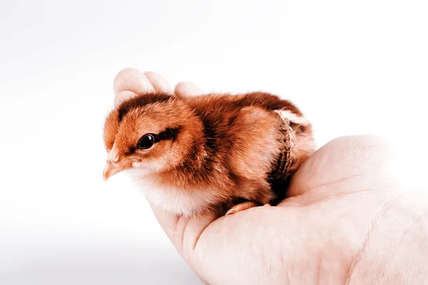 Cute little chicken in the hand isolated on white — Stock Photo, Image