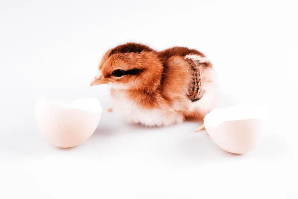 Cute little chicken coming out of a white egg isolated on white — Stock Photo, Image