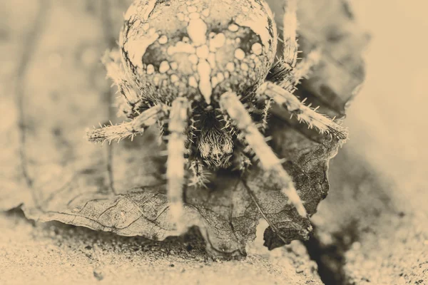 葉の上の大きなオニグモ — ストック写真