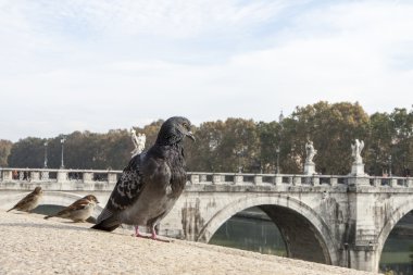 Güvercin önünde st. angelo Köprüsü - roma, İtalya