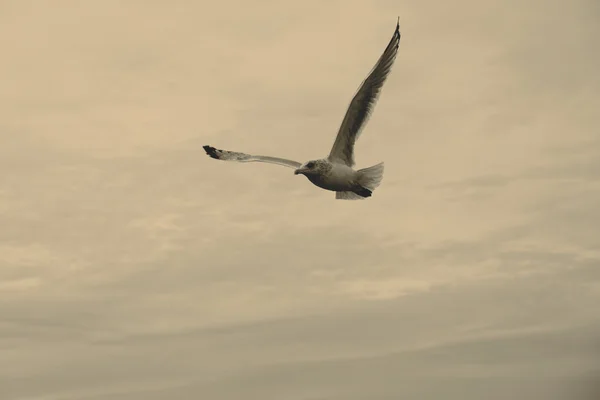 Gaviota —  Fotos de Stock