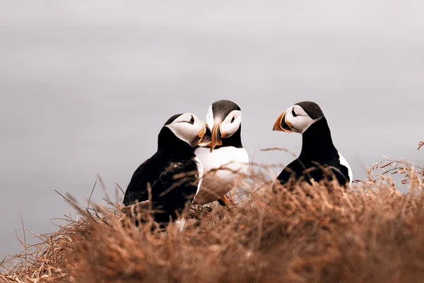 Papegaaiduikers — Stockfoto