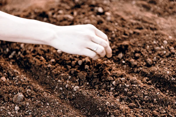 Woman hand sowing seed — Stock Photo, Image