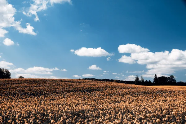 Cole field — Stock Photo, Image