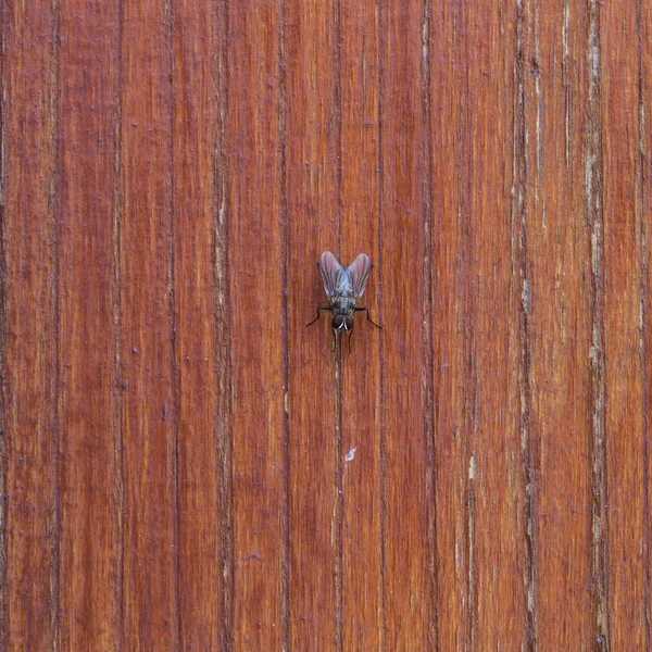 Textura de madeira marrom bonita ou fundo com mosca — Fotografia de Stock