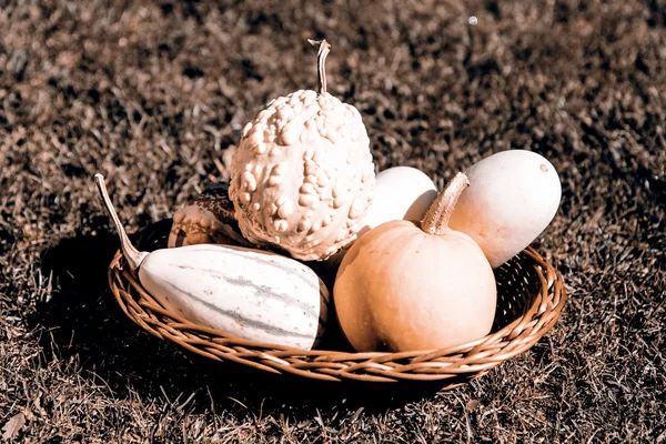 Pompoenen in de mand — Stockfoto