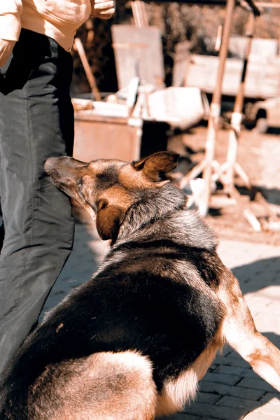 German shepherd attack — Stock Photo, Image