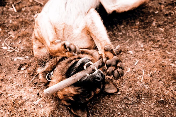 Young german shepherd dog — Stock Photo, Image