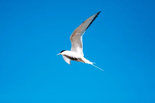 Flygande fågel — Stockfoto