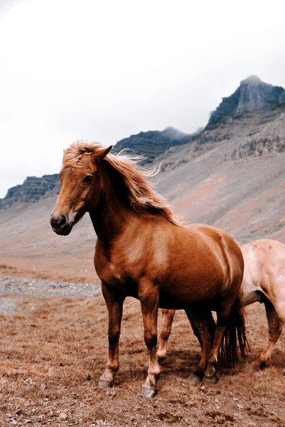 Cheval Photos De Stock Libres De Droits