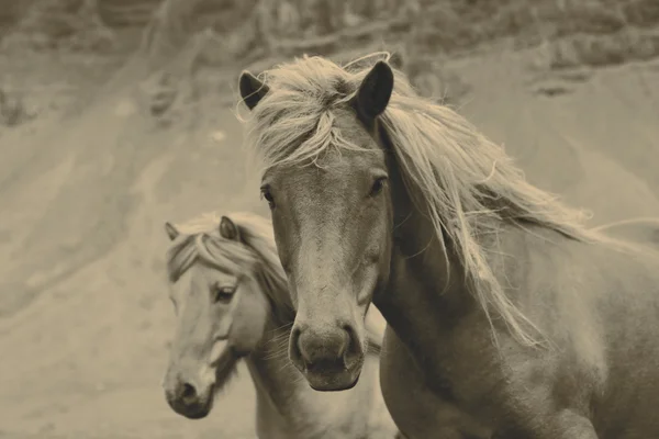 Caballo Imagen De Stock