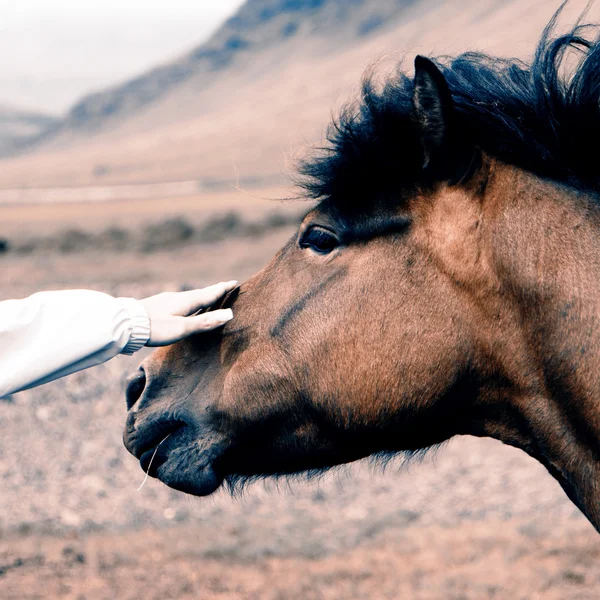 Cavalo — Fotografia de Stock