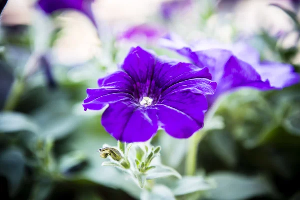 Surfinia violet — Photo