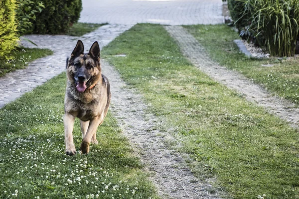 Running dog - german shepherd — Stock Photo, Image