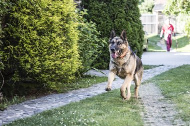 çalışan köpek - Alman çoban köpeği