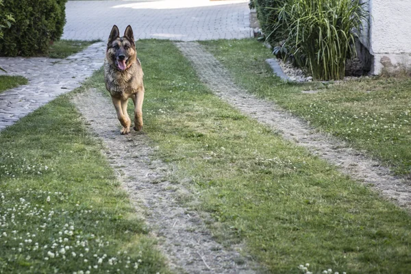 Бегущая собака - немецкая овчарка — стоковое фото