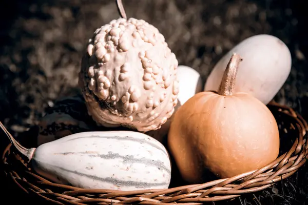 Pompoenen in de mand — Stockfoto