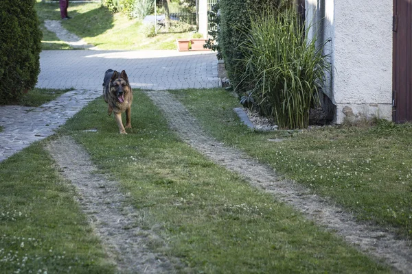 走っている犬 - ジャーマン ・ シェパード — ストック写真