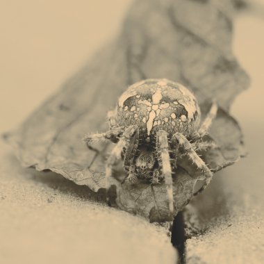 büyük küre örümcek yaprak üzerinde