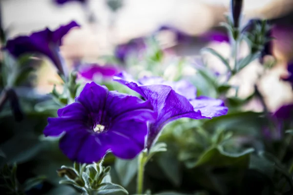 Surfinia púrpura - hermosa flor — Foto de Stock