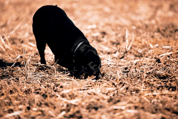 レトロなスタイルの黒いレトリーバー — ストック写真