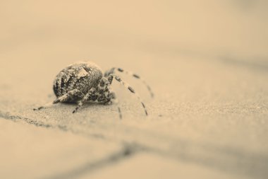 büyük küre örümcek yaprak ile