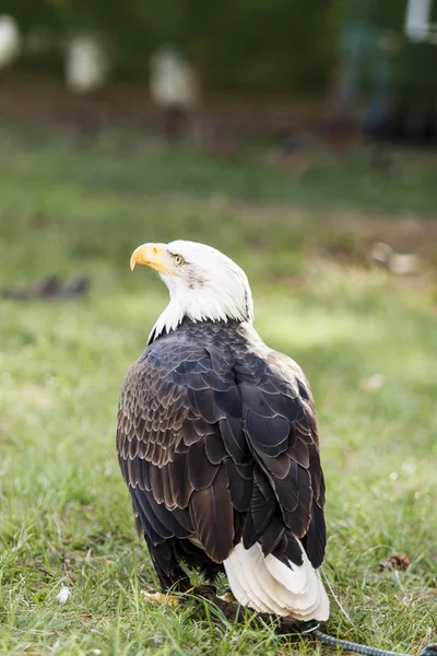 Águila calva - águila americana, Haliaeetus leucocephalus —  Fotos de Stock