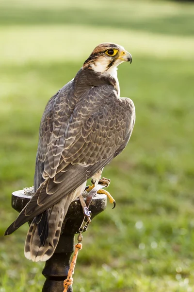 Falcon fågel på grön bakgrund — Stockfoto