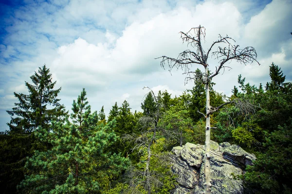 Drzewo w skale — Zdjęcie stockowe