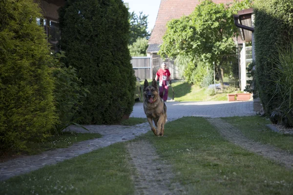 Çalışan köpek - Alman çoban köpeği — Stok fotoğraf