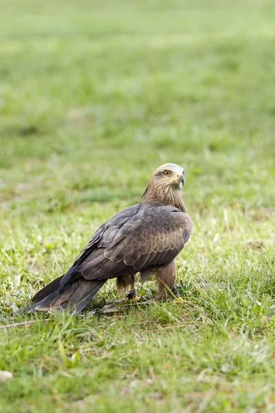 Brauner Adler auf dem Gras — Stockfoto