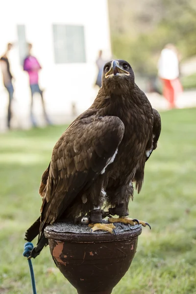 Brauner Adler auf dem Gras — Stockfoto