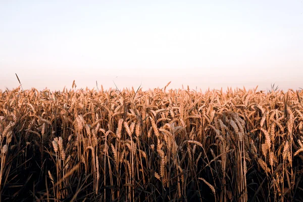 Збирання зерна - осінній пейзаж — стокове фото