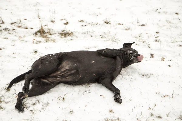 Siyah köpek kış — Stok fotoğraf